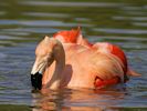 Chilean Flamingo (WWT Slimbridge September 2013) - pic by Nigel Key